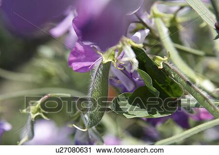 Sweet Pea View Large Photo Image Stock Image - Sweet Pea. Fotosearch
