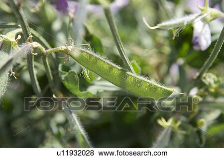 Sweet Peas View Large Photo Image Stock Photo - Sweet Peas. Fotosearch
