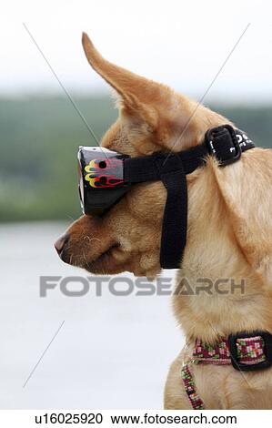 犬 Chuhuahua ゴーグル Chihuahua ユーモア 犬 ハム ストックイメージ U Fotosearch