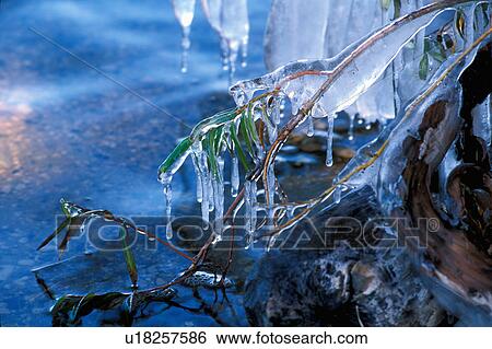 Stock Photograph -  abstract delicate icecovered branches ice riding. Fotosearch
