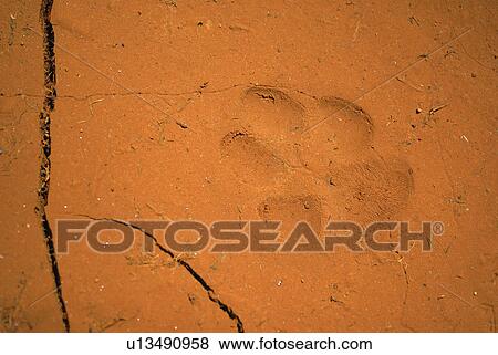 abstract design bobcat lynx rufus mark track View Large Photo Image Stock Photo - abstract design bobcat lynx rufus mark track. Fotosearch