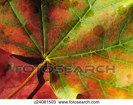 abstract pattern art leaf autumnal chestnut View Large Photo Image Stock Image - abstract pattern art leaf autumnal chestnut . Fotosearch