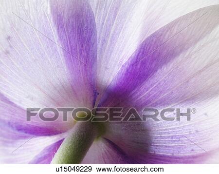Stock Photo -  abstract spring art backlit white windflower. Fotosearch