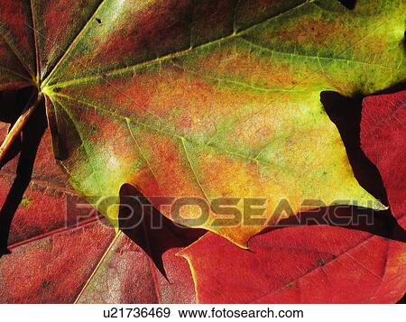 Stock Photo -  abstract tree autumnal chestnut leaves castanea. Fotosearch