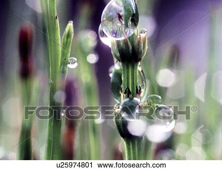 Stock Image -  abstract water design beauty reflection drops. Fotosearch