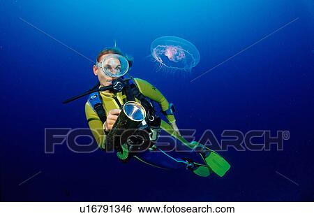 adult adventure animal aquatic aurelia aurita View Large Photo Image Stock Photograph - adult adventure animal aquatic aurelia aurita. Fotosearch