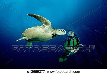 adult adventure animal aquatic big chelonia copy View Large Photo Image Stock Photo - adult adventure animal aquatic big chelonia copy. Fotosearch
