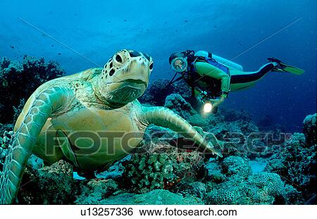 adult adventure animal aquatic big chelonia View Large Photo Image Stock Photograph - adult adventure animal aquatic big chelonia. Fotosearch