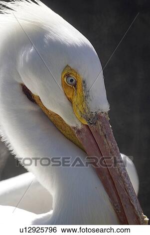 Stock Photograph -  american white pelican bird ocean pelecanus big. Fotosearch
