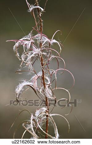 art fireweed seeds in fall beautiful british bc View Large Photo Image Stock Image - art fireweed seeds in fall beautiful british bc. Fotosearch