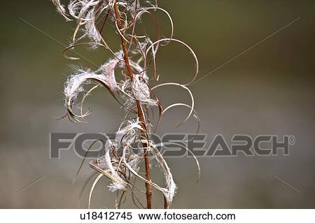 art fireweed seeds in fall beautiful british bc View Large Photo Image Stock Photography - art fireweed seeds in fall beautiful british bc. Fotosearch