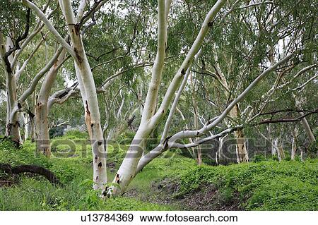 australia gum trees beswick arnemland northern View Large Photo Image Stock Photo - australia gum trees beswick arnemland northern. Fotosearch