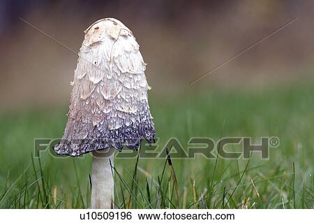 autumn mushroom hecla island manitoba canada View Large Photo Image Stock Photograph - autumn mushroom hecla island manitoba canada. Fotosearch