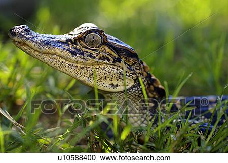 Stock Image -  baby american alligator louisiana dinosaur swamp. Fotosearch