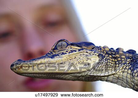 Stock Photo -  baby american alligator louisiana dinosaur swamp. Fotosearch