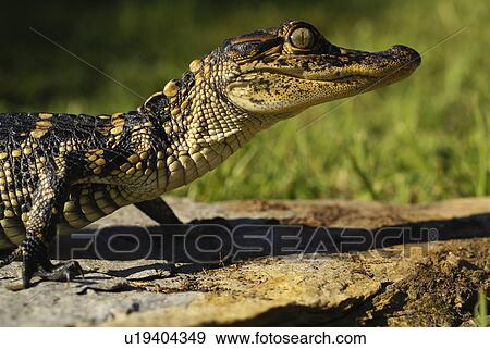 Stock Photo -  baby american alligator louisiana dinosaur swamp. Fotosearch