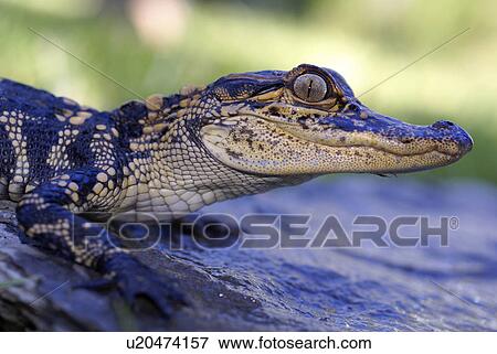 Stock Photo -  baby american alligator louisiana dinosaur swamp. Fotosearch
