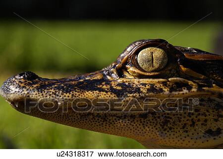 Stock Photo -  baby american alligator louisiana dinosaur swamp. Fotosearch