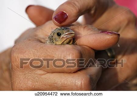 baby design hand person cardinal bird chick help  View Large Photo Image Stock Image -  baby design hand person cardinal bird chick help . Fotosearch