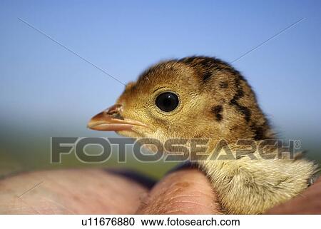 baby food wild turkey game bird hunt hunted eat View Large Photo Image Stock Image - baby food wild turkey game bird hunt hunted eat. Fotosearch