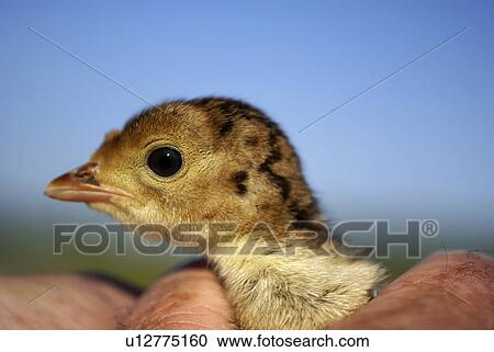 Stock Image -  baby food wild turkey game bird hunt hunted eat. Fotosearch
