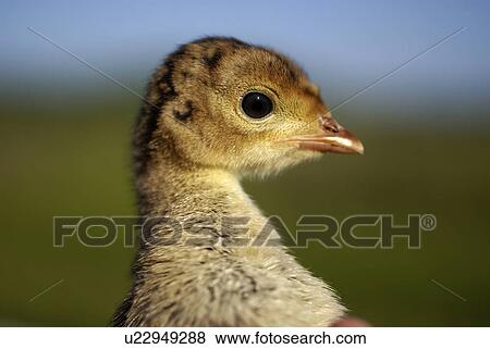 Stock Photo -  baby food wild turkey game bird hunt hunted eat. Fotosearch