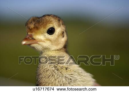 Picture -  baby food wild turkey game bird . Fotosearch