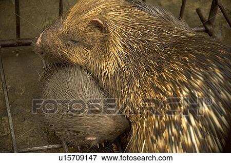 Stock Photo -  baby porcupine porcupines animals mammals bali. Fotosearch