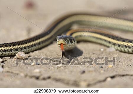 Stock Photo -  baby summer nature garter snake crossing road . Fotosearch