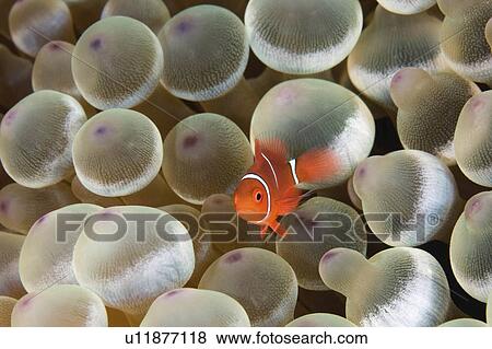 baby water fish tiny clownfish sheltering View Large Photo Image Stock Photo - baby water fish tiny clownfish sheltering . Fotosearch