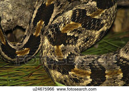background abstract design border pattern nature View Large Photo Image Stock Photograph - background abstract design border pattern nature . Fotosearch