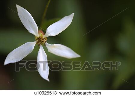 Stock Image -  background medical summer spring floral indian. Fotosearch