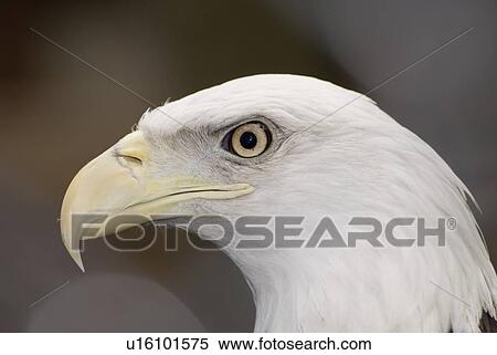Stock Photography -  bald eagle haliaeetus michigan city in zoo 0. Fotosearch