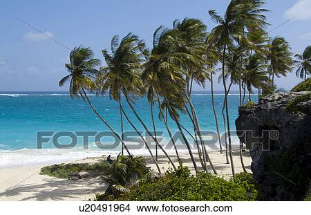 beach beautiful peaceful secluded palm trees View Large Photo Image Picture - beach beautiful peaceful secluded palm trees. Fotosearch
