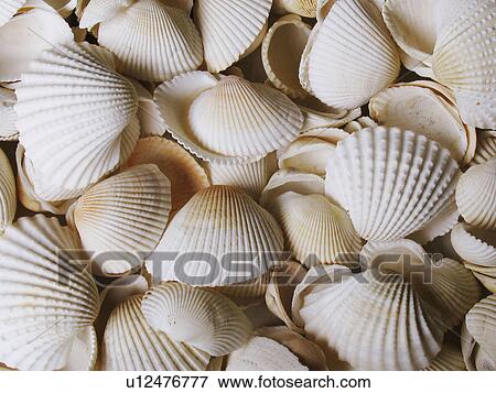 Stock Photo -  beach design summer pattern white shells . Fotosearch