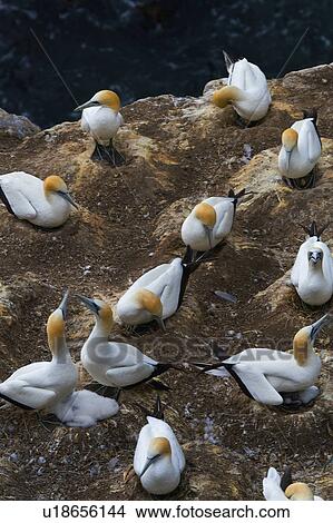 beach gannet colony otakamiro point muriwai View Large Photo Image Picture - beach gannet colony otakamiro point muriwai . Fotosearch