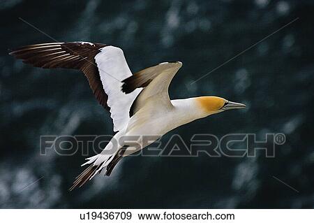 beach gannet colony otakamiro point muriwai View Large Photo Image Stock Photo - beach gannet colony otakamiro point muriwai . Fotosearch