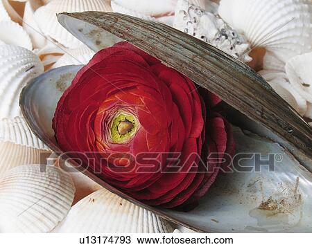 Stock Image -  beach persian buttercup ranunculus tecolote . Fotosearch