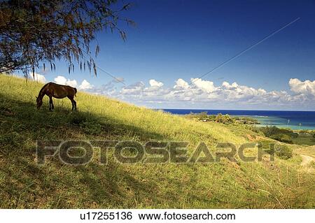 Stock Photograph -  beach silhouette tree horse namuka bay coral. Fotosearch