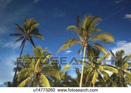 beach water silhouette tree sunset korolevu fiji View Large Photo Image Stock Image - beach water silhouette tree sunset korolevu fiji. Fotosearch