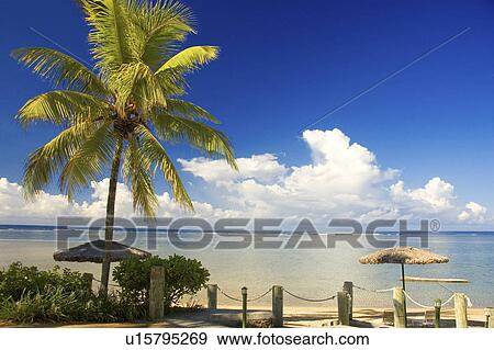 beach water summer korolevu fiji islands palm View Large Photo Image Stock Photo - beach water summer korolevu fiji islands palm. Fotosearch