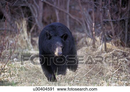 Stock Image -  bear riding mountain national park manitoba. Fotosearch