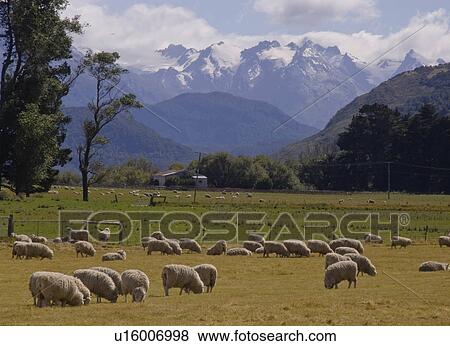beauty sheep graze in rees valley beneath alps View Large Photo Image Stock Photo - beauty sheep graze in rees valley beneath alps . Fotosearch