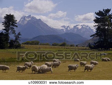 beauty sheep peaks rees valley south island new zealand View Large Photo Image Stock Image - beauty sheep peaks rees valley south island new zealand. Fotosearch