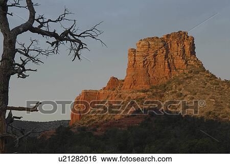 beauty stark dark branches red rocks sedona az View Large Photo Image Stock Photograph - beauty stark dark branches red rocks sedona az . Fotosearch