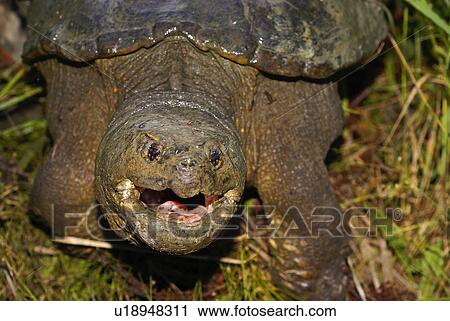 Stock Image -  behemoth giant common large dangerous snapping. Fotosearch