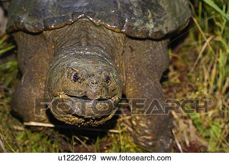 Stock Photo -  behemoth giant common large dangerous snapping. Fotosearch