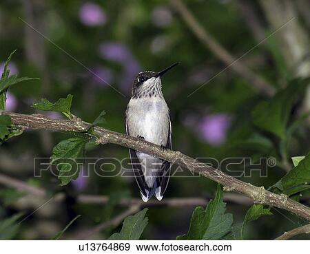 Stock Photo -  bird female monroe county indiana . Fotosearch