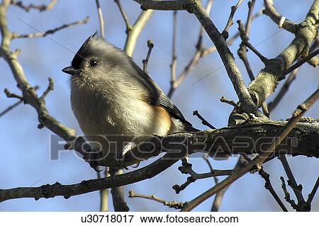 Stock Photo -  bird tufted titmouse indiana monroe county . Fotosearch