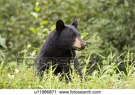 Stock Image -  black bear feeding grass highway in northern. Fotosearch